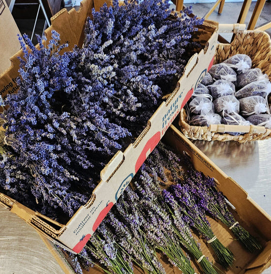 Dried Bundle - Lavender