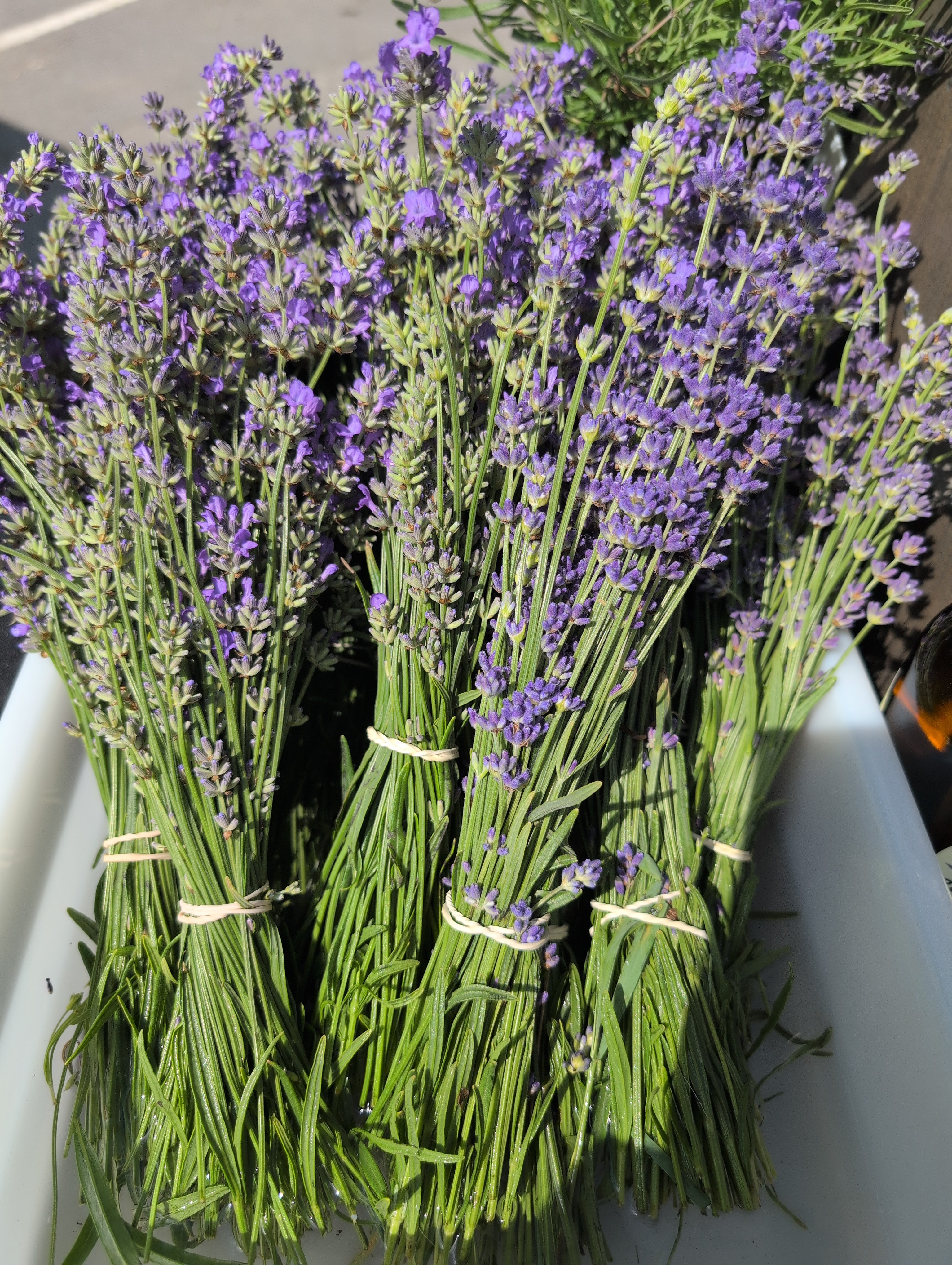 Fresh Lavender Bundle